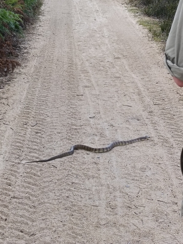 Tiger Snake sighting
