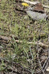 Microseris nutans