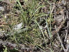 Microseris nutans