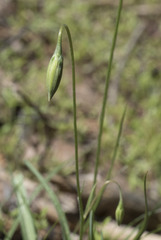Microseris nutans