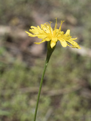 Microseris nutans