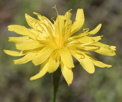 Microseris nutans