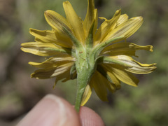 Microseris nutans