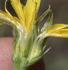 Microseris nutans