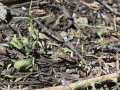 Collinsia torreyi wrightii
