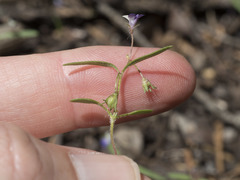 Collinsia torreyi wrightii