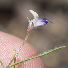 Collinsia torreyi wrightii