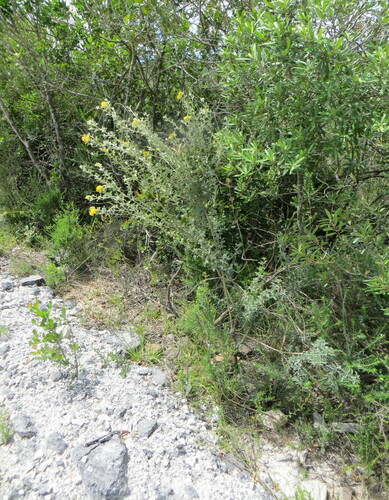 Gamtoos Silverpod (Argyrolobium trifoliatum)