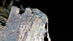 Lycosa hispanica