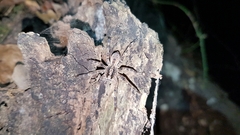 Lycosa hispanica
