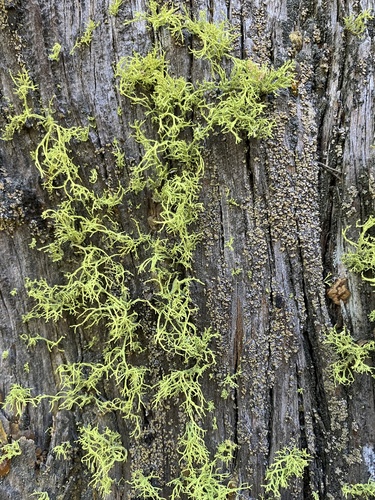iNaturalist observation photo of wolf lichen