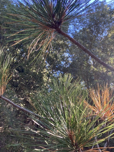 iNaturalist observation photo of Jeffrey pine