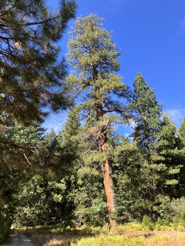 iNaturalist observation photo of Western Ponderosa Pine