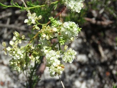 Polygonum dentoceras