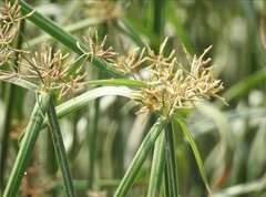 Cyperus malaccensis monophyllus