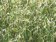 Cyperus malaccensis monophyllus