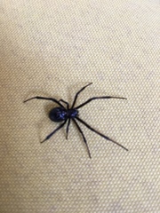 Latrodectus hesperus