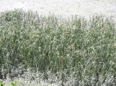 Cyperus malaccensis monophyllus