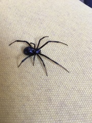 Latrodectus hesperus