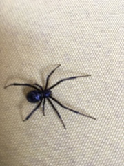 Latrodectus hesperus