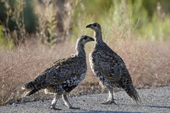 Centrocercus urophasianus