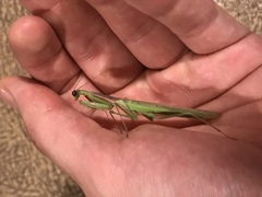Stagmomantis limbata
