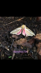 Syssphinx albolineata