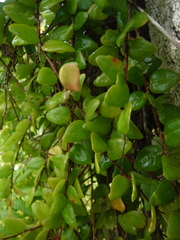 Sphyrospermum buxifolium
