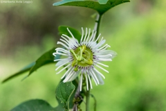Passiflora bryonioides