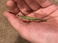 Stagmomantis limbata