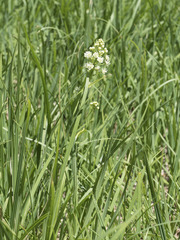 Toxicoscordion venenosum venenosum