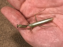 Stagmomantis limbata