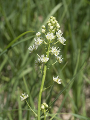 Toxicoscordion venenosum venenosum