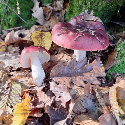 Purple Brittlegill