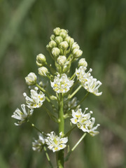 Toxicoscordion venenosum venenosum