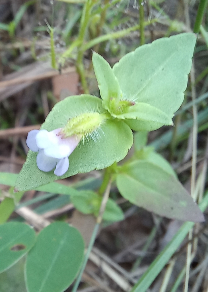 Torenia hookeri (Torenia hookeri)
