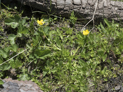 Ranunculus orthorhynchus