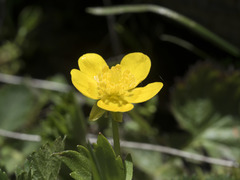 Ranunculus orthorhynchus