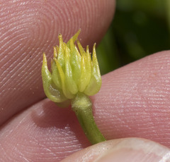 Ranunculus orthorhynchus