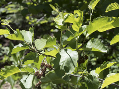 Alnus incana tenuifolia