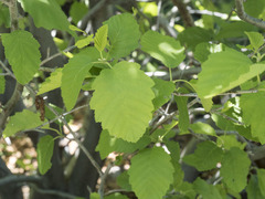 Alnus incana tenuifolia