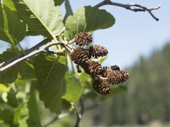 Alnus incana tenuifolia