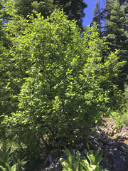 Alnus incana tenuifolia