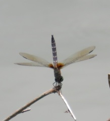 Macrodiplax balteata