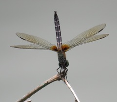 Macrodiplax balteata