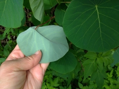 Homalanthus fastuosus