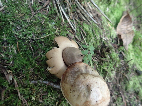 Geastrum