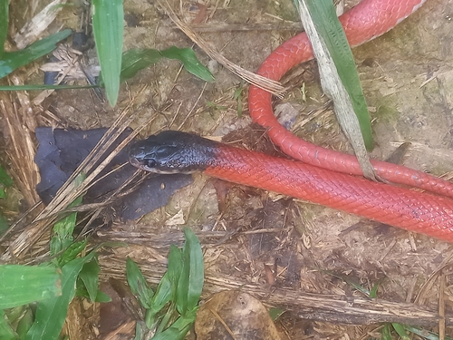 Crowned False Boa