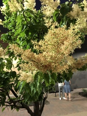 Syringa reticulata