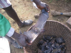 Rousettus aegyptiacus